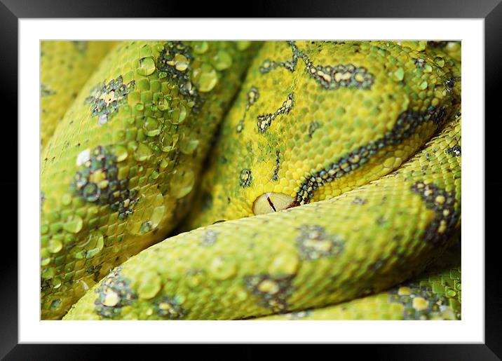 Juvenile Aru Green Tree Python Framed Mounted Print by Amanda Lucas