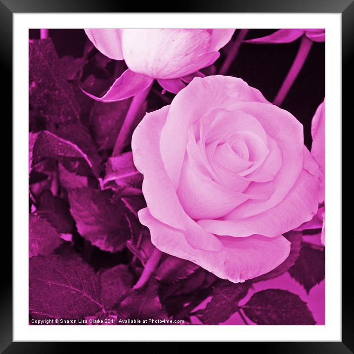 plum rose Framed Mounted Print by Sharon Lisa Clarke