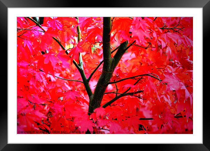 Vibrant Autumns Framed Mounted Print by Sharon Lisa Clarke