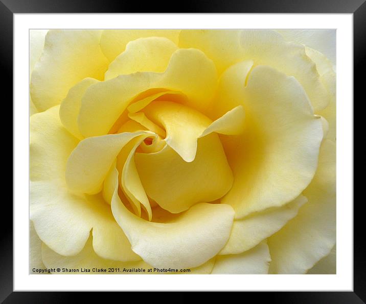 yellow rose Framed Mounted Print by Sharon Lisa Clarke