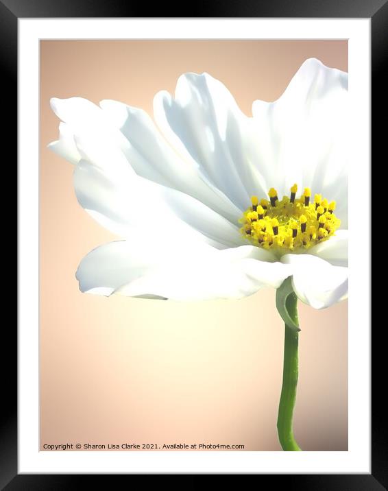Pure white cosmos Framed Mounted Print by Sharon Lisa Clarke