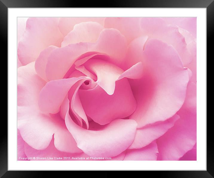 soft pink rose Framed Mounted Print by Sharon Lisa Clarke