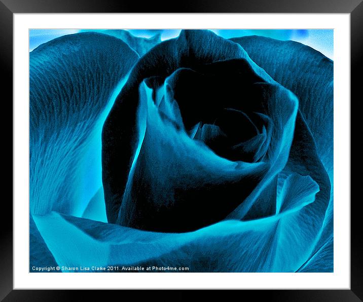 Electric blue rose Framed Mounted Print by Sharon Lisa Clarke