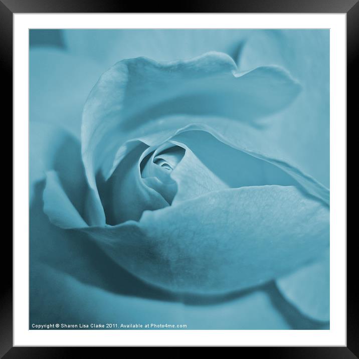 Pale blue rose Framed Mounted Print by Sharon Lisa Clarke