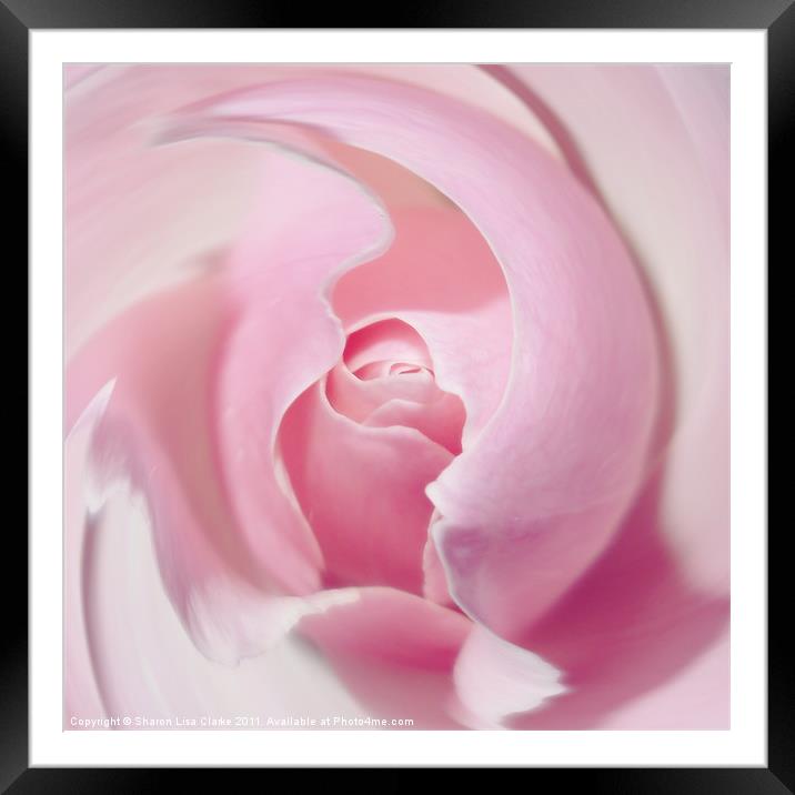 Delicate swirl of pink rose Framed Mounted Print by Sharon Lisa Clarke