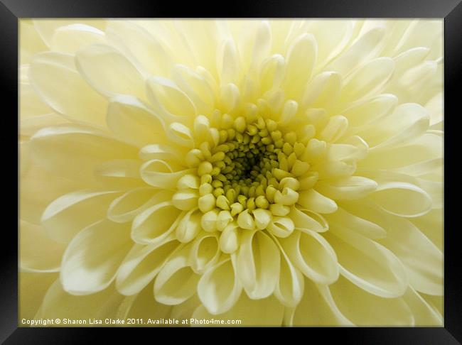 lemon chrysanthemum Framed Print by Sharon Lisa Clarke