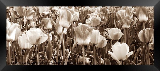 Tulips Framed Print by Sharon Lisa Clarke