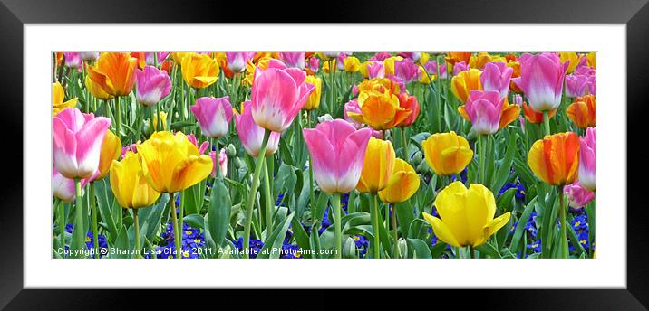 Tulip delight Framed Mounted Print by Sharon Lisa Clarke