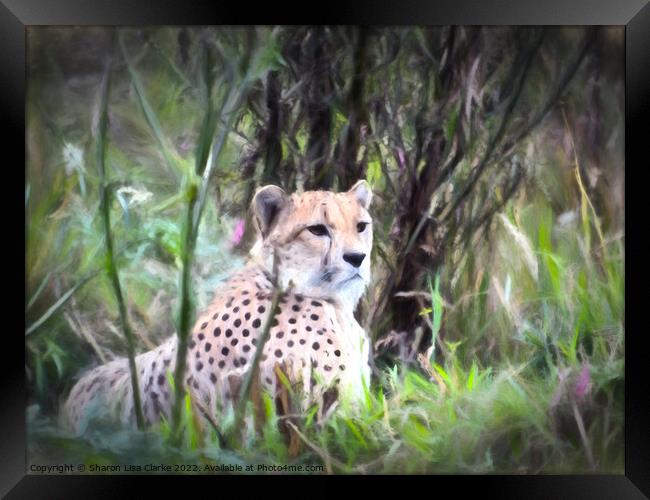 Resting Cheetah Framed Print by Sharon Lisa Clarke