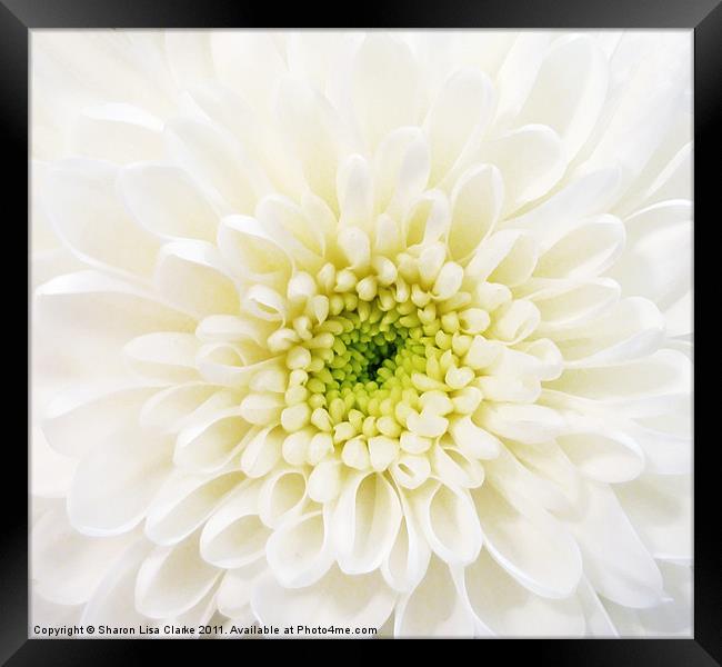 White Chrysanthemum Framed Print by Sharon Lisa Clarke