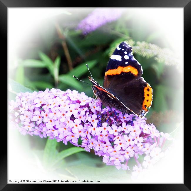 Butterfly Framed Print by Sharon Lisa Clarke
