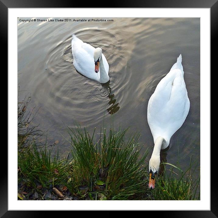 Swans at lunch Framed Mounted Print by Sharon Lisa Clarke