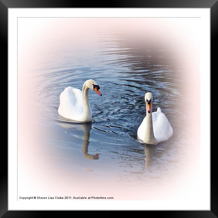Blush Swans Framed Mounted Print by Sharon Lisa Clarke