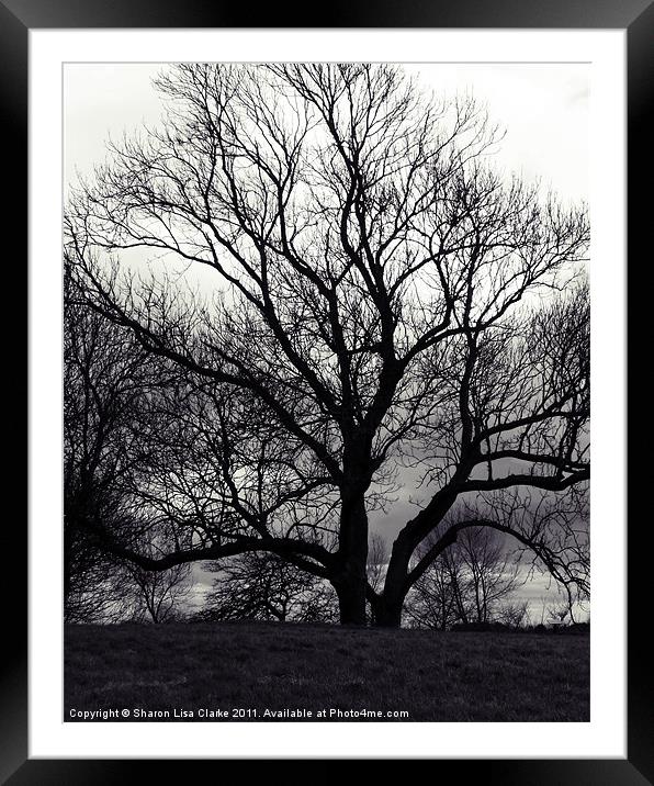 Winter Tree Framed Mounted Print by Sharon Lisa Clarke