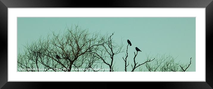 Home to roost Framed Mounted Print by Sharon Lisa Clarke