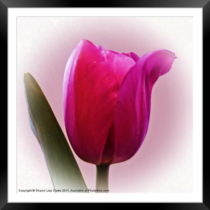 Tulip Framed Mounted Print by Sharon Lisa Clarke