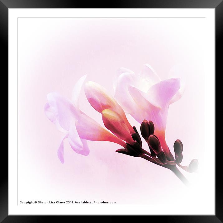 Freesias Framed Mounted Print by Sharon Lisa Clarke