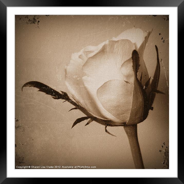 Vintage Rose Framed Mounted Print by Sharon Lisa Clarke