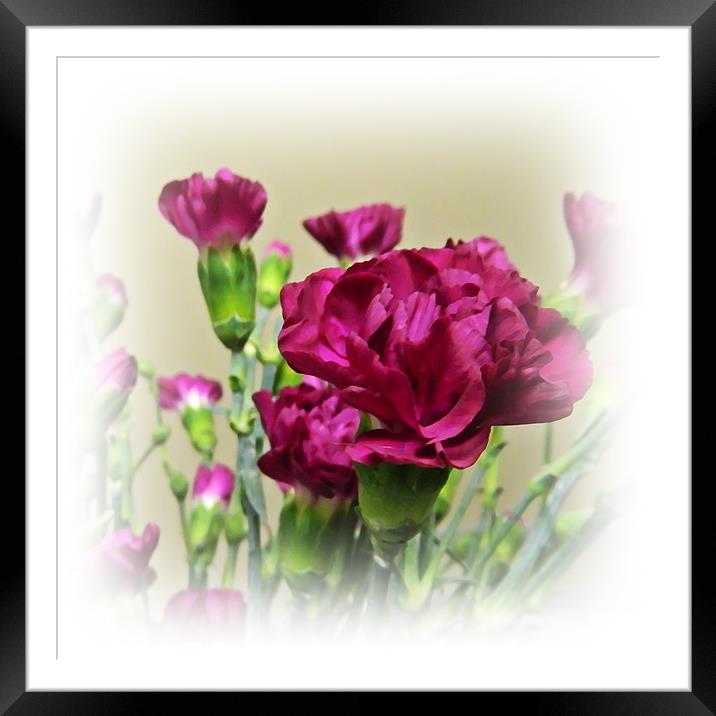 Carnations Framed Mounted Print by Sharon Lisa Clarke