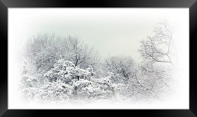 Winter Woods Framed Print by Sharon Lisa Clarke