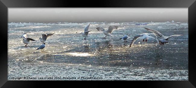 Frozen Flight Framed Print by Sharon Lisa Clarke