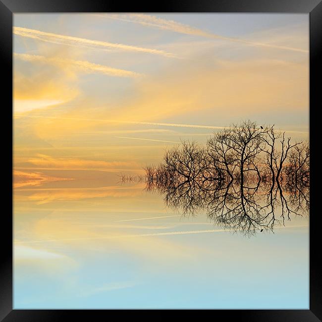Heavenly branches Framed Print by Sharon Lisa Clarke