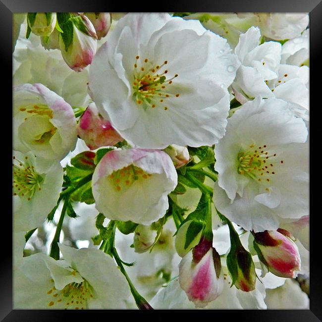 Cherry blossom watercolour Framed Print by Sharon Lisa Clarke