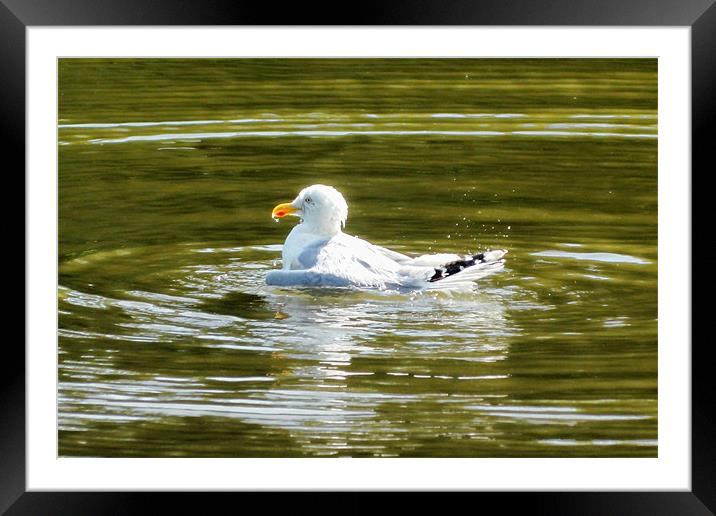 Taking a dip Framed Mounted Print by Sharon Lisa Clarke