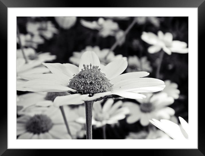 Black and White Framed Mounted Print by Sharon Lisa Clarke