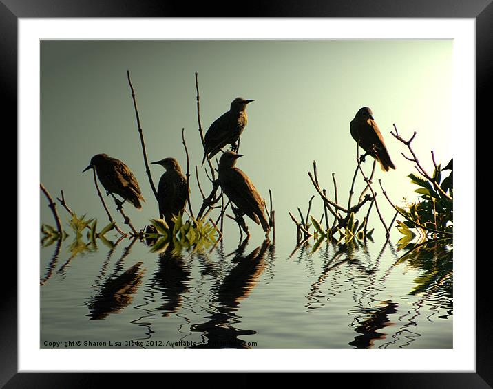 Starling Sunset Framed Mounted Print by Sharon Lisa Clarke