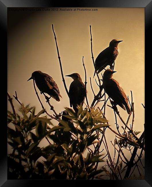 Starlings Framed Print by Sharon Lisa Clarke
