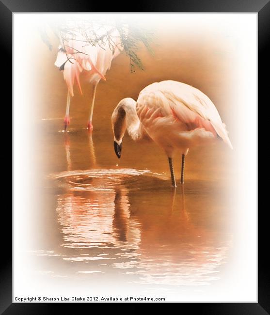 Painted Flamingos Framed Print by Sharon Lisa Clarke
