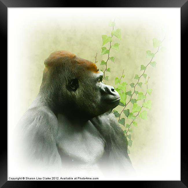 Ape Framed Print by Sharon Lisa Clarke