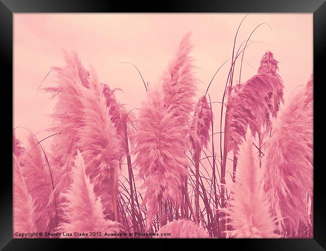 Pampas pink Framed Print by Sharon Lisa Clarke