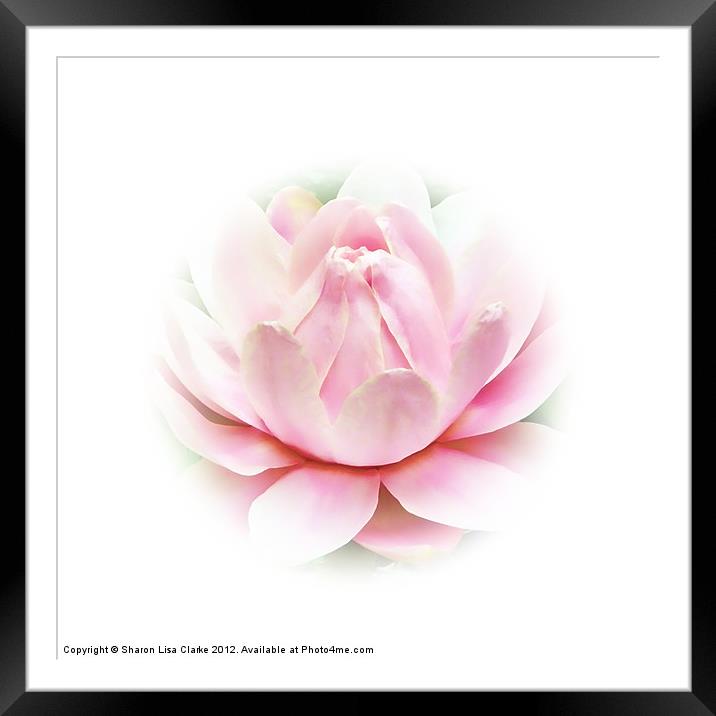 Waterlily pink Framed Mounted Print by Sharon Lisa Clarke