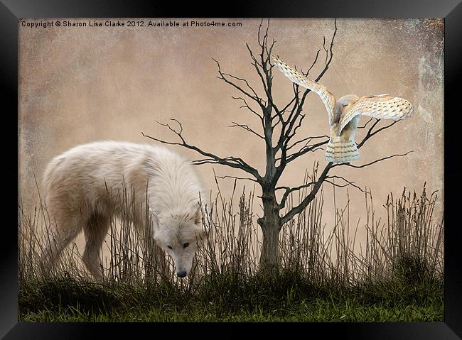 Woodland Wolf Framed Print by Sharon Lisa Clarke