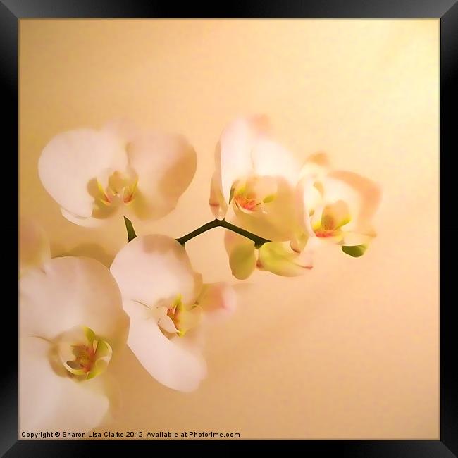 Orchid Framed Print by Sharon Lisa Clarke
