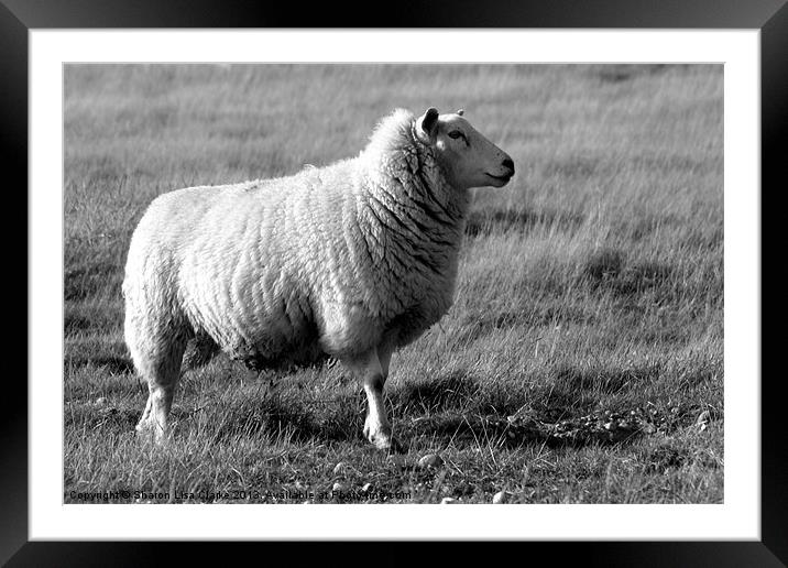 Woolly Coat in black and white Framed Mounted Print by Sharon Lisa Clarke