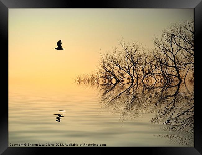 Dusk Flight 2 Framed Print by Sharon Lisa Clarke