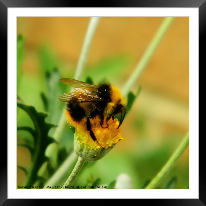 Just being a bee Framed Mounted Print by Sharon Lisa Clarke