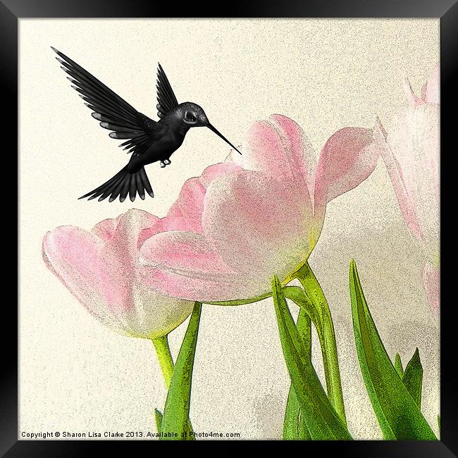 Hummingbird Framed Print by Sharon Lisa Clarke