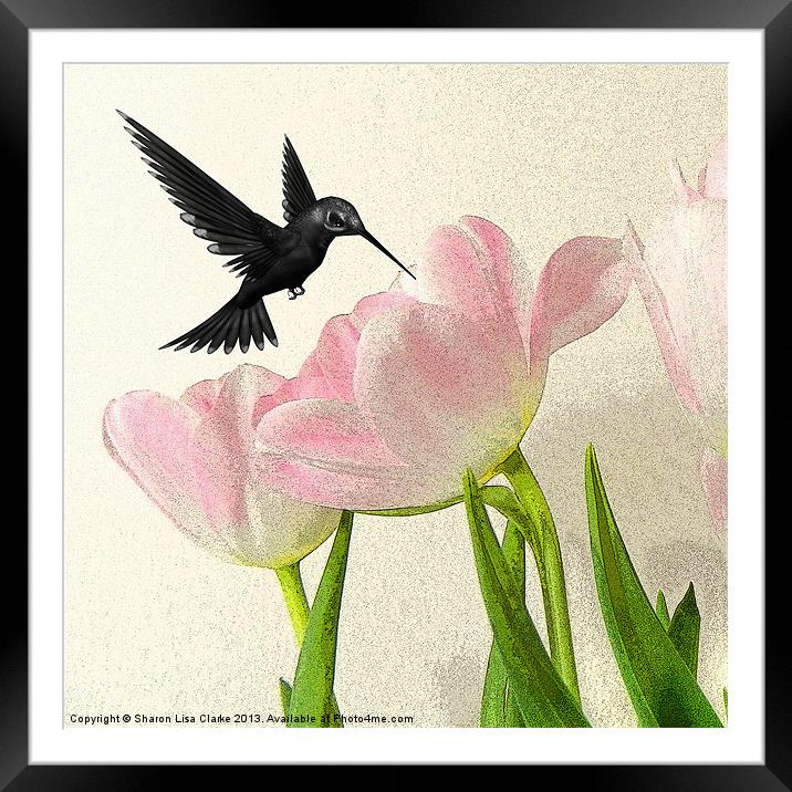 Hummingbird Framed Mounted Print by Sharon Lisa Clarke