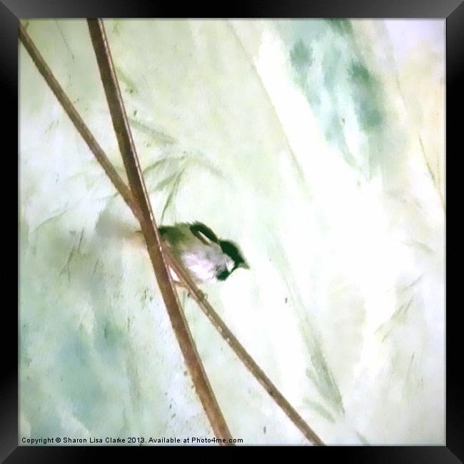Little Bird Framed Print by Sharon Lisa Clarke