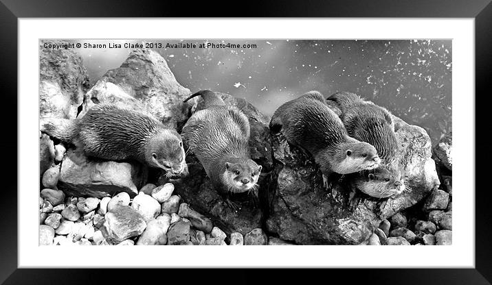 Otters in mono Framed Mounted Print by Sharon Lisa Clarke