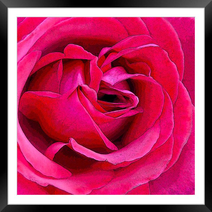 Rose Framed Mounted Print by Sharon Lisa Clarke