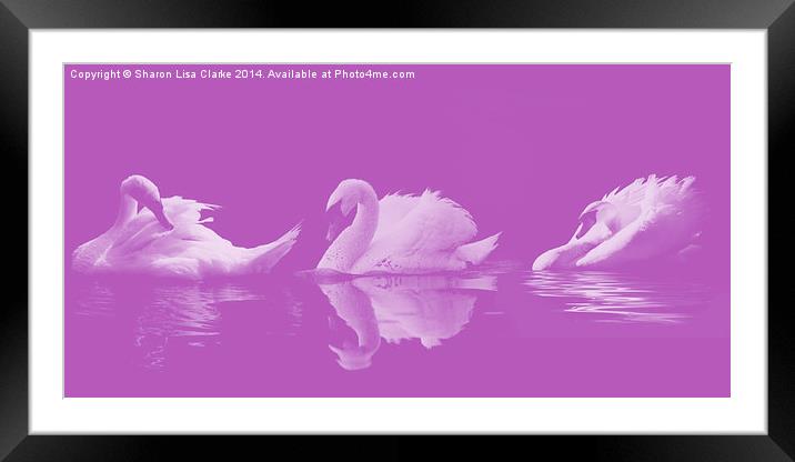 Swans Framed Mounted Print by Sharon Lisa Clarke