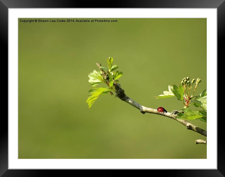  Ladybird on green Framed Mounted Print by Sharon Lisa Clarke