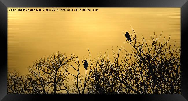  Golden Dusk Framed Print by Sharon Lisa Clarke