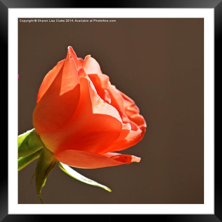  Orange Rose Framed Mounted Print by Sharon Lisa Clarke