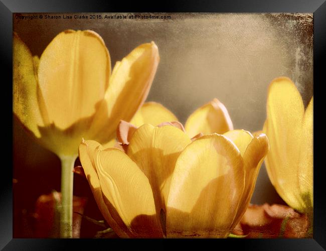  Rustic Tulips Framed Print by Sharon Lisa Clarke